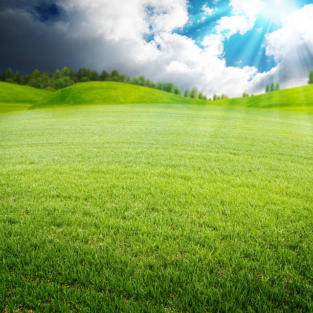 istock Summer morning on the meadow, abstract environmental backgrounds 492545127
