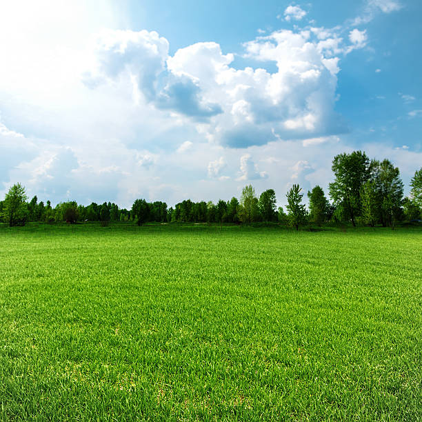 istock Sunny day on the meadow, environmental backgrounds for your desi 492545353
