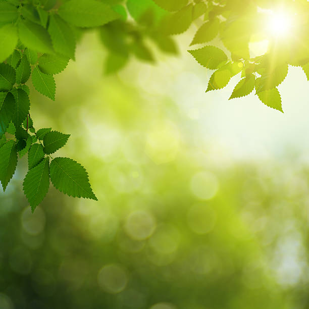 istock Beauty summer day in the forest, abstract environmental backgrou 492545933