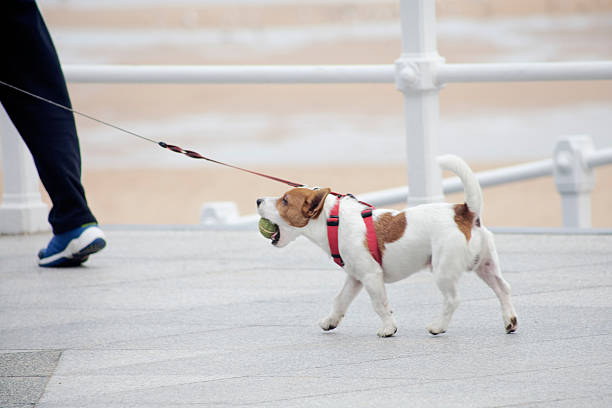 istock Walking with the dog on a promenade by the beach. 492546074