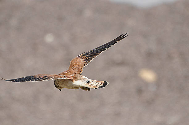 istock Australian Kestrel Hunting 492546276