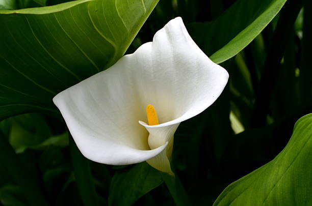 istock white calla flower in the garden 492546370