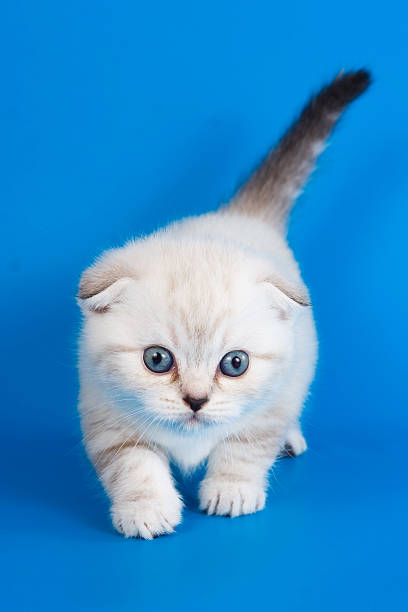 istock White fluffy kitten with blue eyes on a blue background 492546420