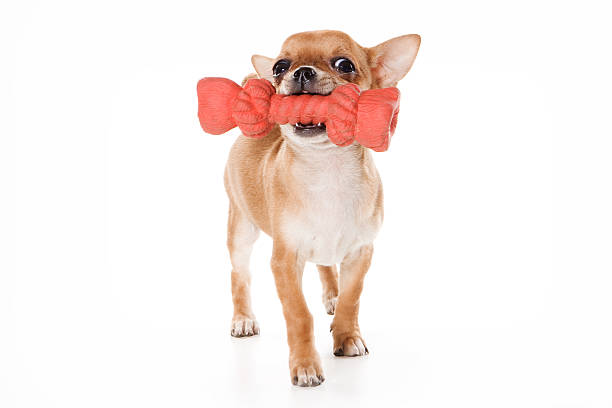 Chihuahua puppy and big toy (isolated on white) stock photo