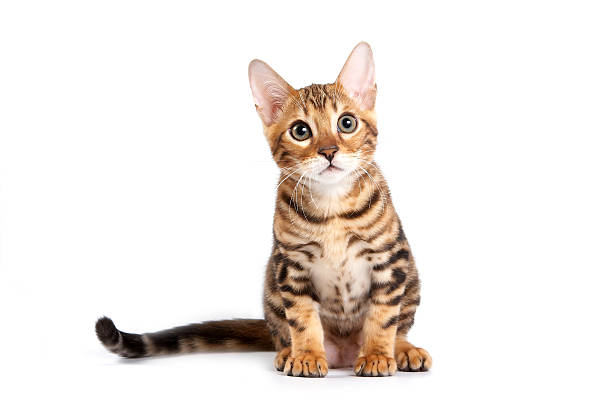 istock Bengal kitten  looking at the camera (isolated on whi 492546738