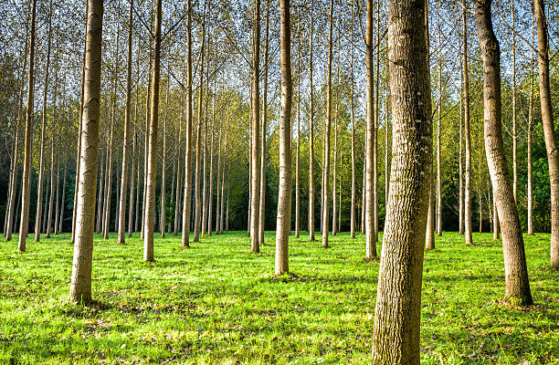 symetrical poplar drzewa - poplar tree dordogne tree france zdjęcia i obrazy z banku zdjęć