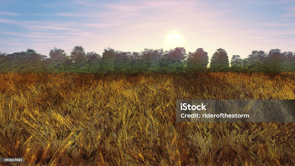 Wheatfield nascer do sol - Foto de stock de Agricultura royalty-free