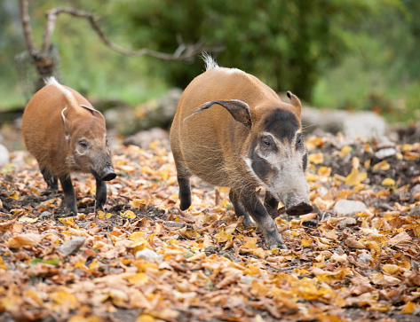 Red River Hog, Pinselohrschwein (Potamochoerus porcus)