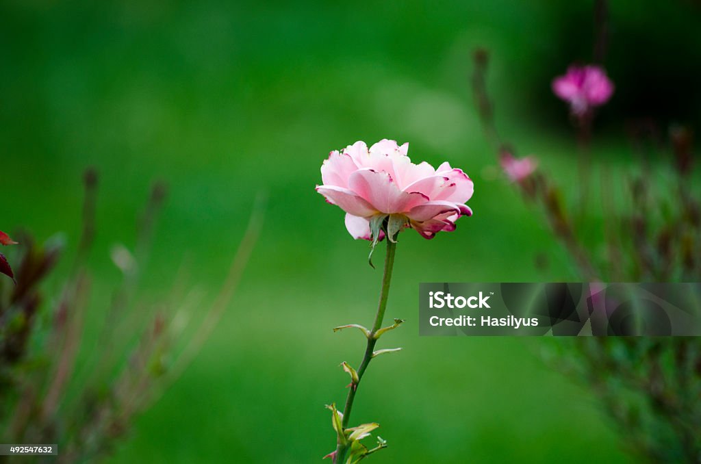 The rose 2015 Stock Photo