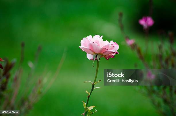 The Rose Stock Photo - Download Image Now - 2015, Agricultural Field, Beauty In Nature