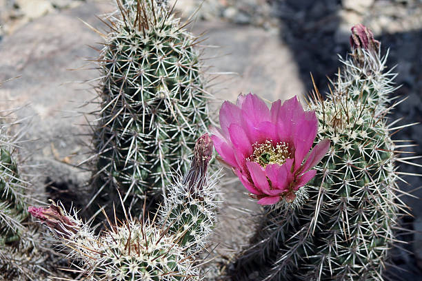 strawberry hedgehog cactus (echinocereus engelmannii) flower - single flower flower cactus hedgehog cactus zdjęcia i obrazy z banku zdjęć