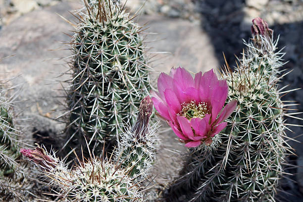 клубничный ежик cactus flower (echinocereus engelmannii) - single flower flower cactus hedgehog cactus стоковые фото и изображения