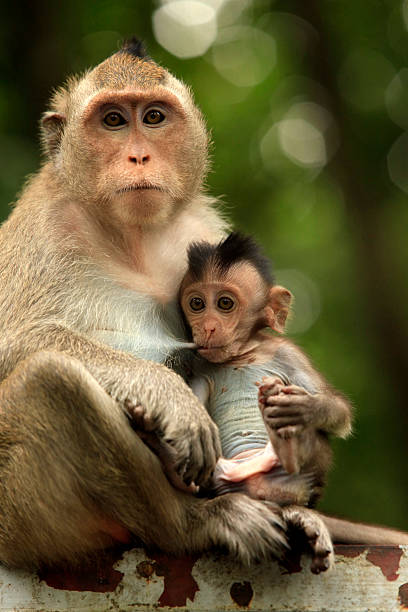 istock Family of monkeys 492547907