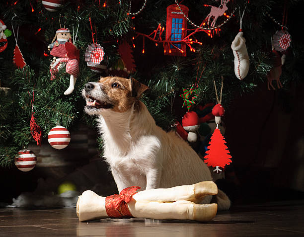istock Happy dog with present under New Year Tree 492547924