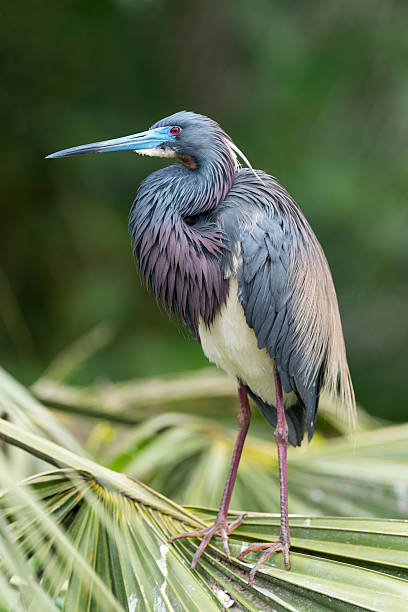 Tricolored Heron Tricolored Heron, beautiful bird in Florida. tricolored heron stock pictures, royalty-free photos & images