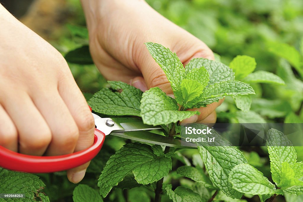 picking  mint hands with red scissors cut mint at field Adult Stock Photo