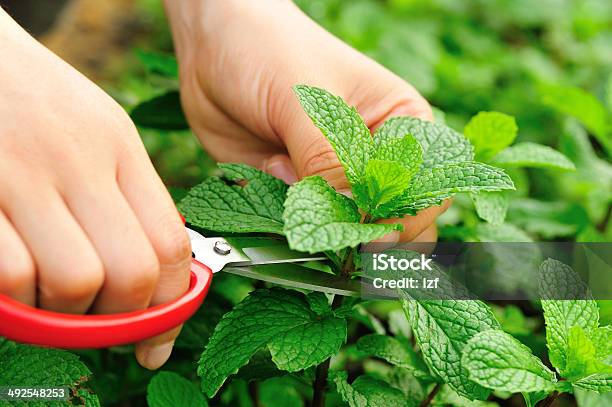 Picking Mint Stock Photo - Download Image Now - Adult, Agricultural Field, Agriculture