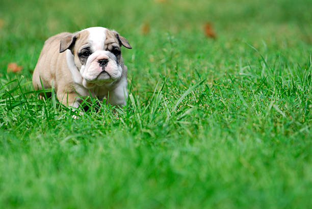 istock cute puppy in the grass 492548339