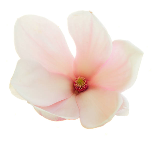 istock Blossoming pink  magnolia Flowers 492548454