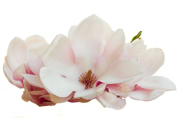 istock Blossoming pink  magnolia Flowers 492548488
