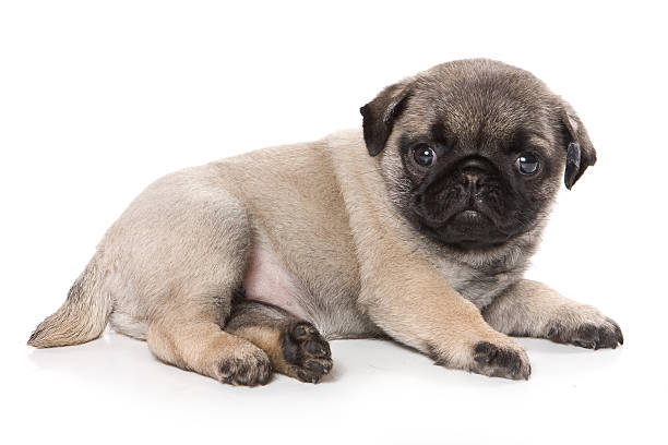 istock Pug puppy  looking at the camera (isolated on white) 492548596