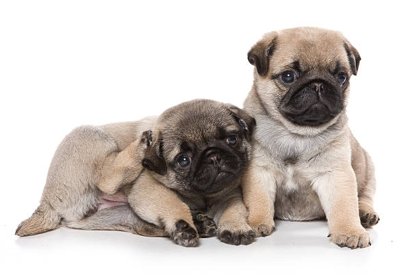 istock Two pug puppy looking at the camera (isolated on white) 492548608