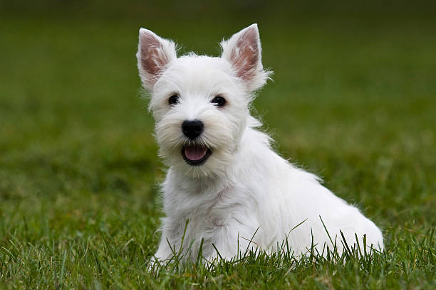 istock Terrier puppy sitting on the green grass 492548716