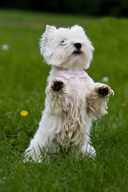 istock Terrier puppy standing on hind legs on a green grass 492548794
