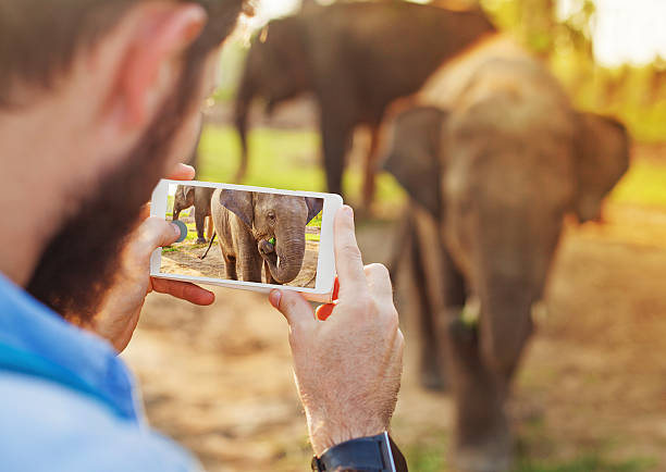 Man making photo with little elephant man photographing baby elephant with his mobile phone camera in Chitwan national park, Nepal elephant photos stock pictures, royalty-free photos & images