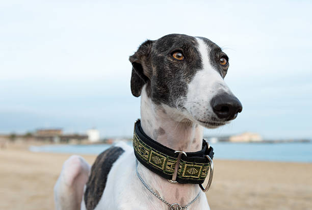 istock Female spanish greyhound dog 492549025
