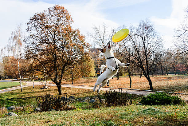 Jack Russell Terrier catching yellow frisbee