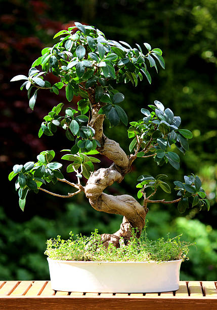 Bendy fig bonsai tree plant (ficus microcarpa ginseng), white pot Photo showing a typical indoor fig bonsai tree (Latin name: ficus microcarpa ginseng).  The trunk shape is exactly what people associate with Japanese bonsai trees - it is curved, bendy and snakes as an 'S' shape. ficus microcarpa bonsai stock pictures, royalty-free photos & images