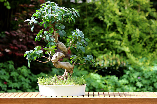 Indoor fig bonsai tree plant (ficus microcarpa ginseng), white pot Photo showing a typical indoor fig bonsai tree (Latin name: ficus microcarpa ginseng).  The trunk shape is exactly what people associate with Japanese bonsai trees - it is curved, bendy and snakes as an 'S' shape.  The pot is also planted with a 'mind your own business' house plant (soleirolii / baby's tears), which appears like an underplanting of moss. ficus microcarpa bonsai stock pictures, royalty-free photos & images