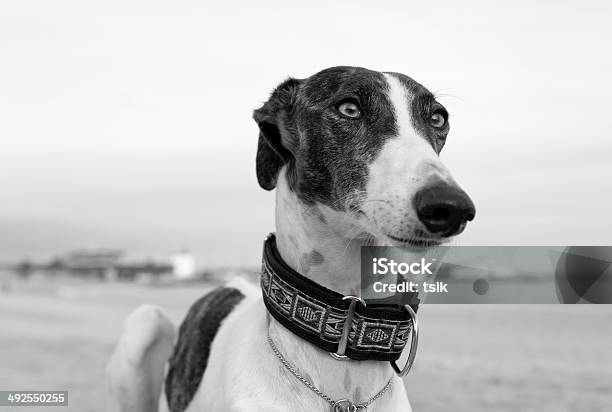 Female Spanish Greyhound Dog Stock Photo - Download Image Now - Alertness, Animal, Animal Family - iStock Female Spanish Greyhound Dog Stock Photo - Download Image Now - Alertness, Animal, Animal Family - iStock