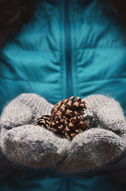 istock Woman holding pine tree cones in woolen mittens 492550330