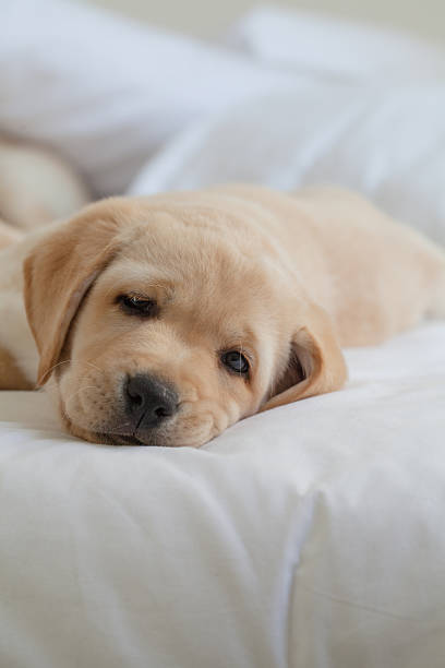 istock Yellow Labrador Puppy Resting on Bed 492550334