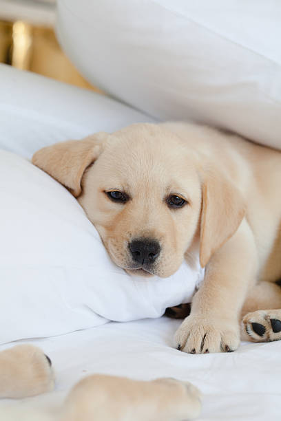 istock Yellow Labrador Puppy Resting on Bed 492550630
