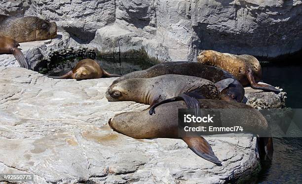 Sleeping Sealions Stock Photo - Download Image Now - Adult, Animal, Animal Body Part