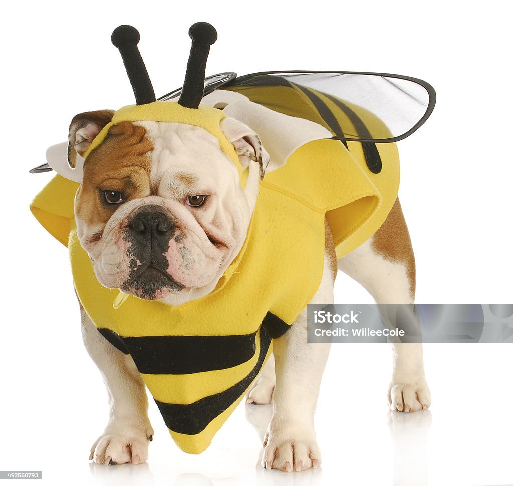dog dressed like a bee english bulldog wearing bumble bee costume on white background Bulldog Stock Photo