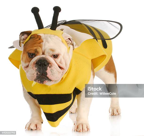 Dog Dressed Like A Bee Stock Photo - Download Image Now - Bulldog, Animal, Animal Body Part