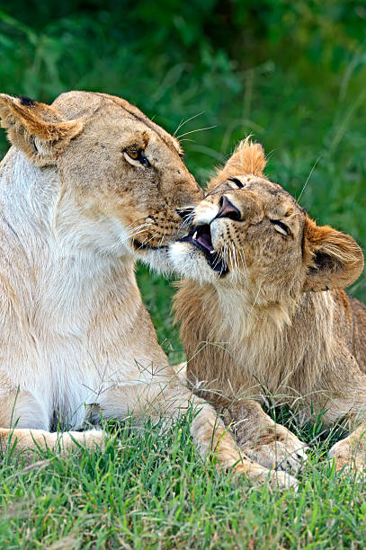 istock Lions Masai Mara 492550847