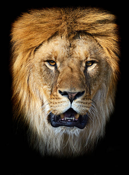 istock Lions Masai Mara 492550851