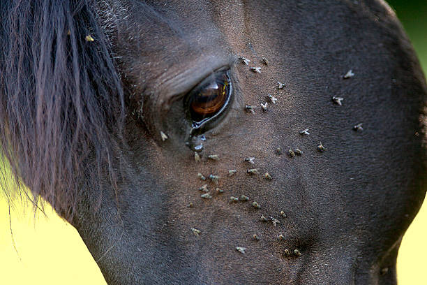 horse with lots of fly in face stock photo