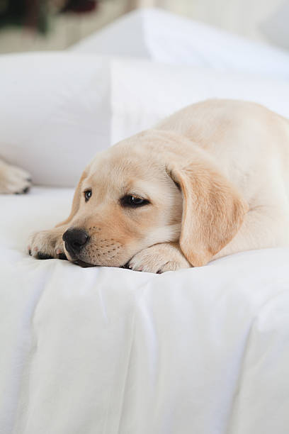 istock Yellow Labrador Puppy Resting on Bed 492551184