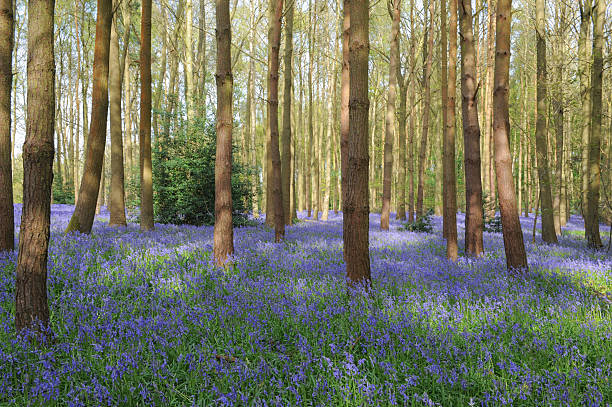 istock Buebell Wood (Hyacinthoides non-scripta) in Warwickshire, England, UK 492551778