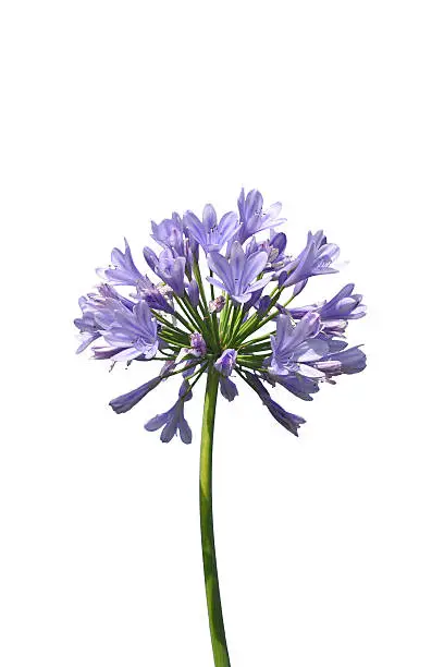 African lily (Agapanthus africanus)