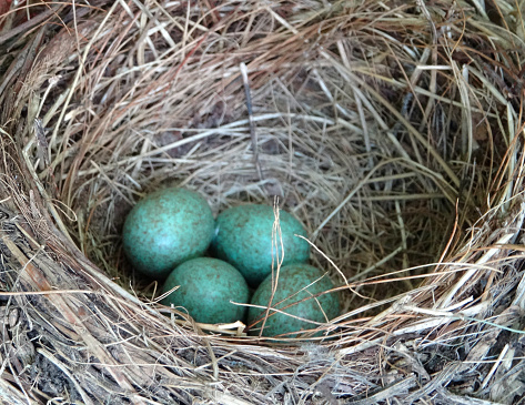 Photo showing a wild blackbird's nest, made with weaved hay and dried grass, featuring four blue speckled eggs.