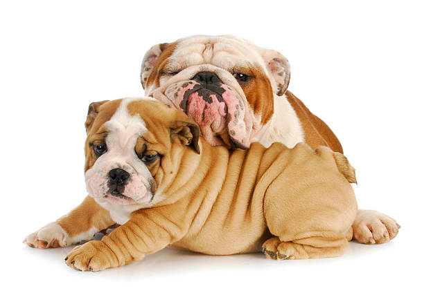istock father and son dogs 492568989
