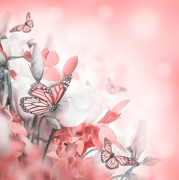 istock Bouquet of white and pink roses 492569805