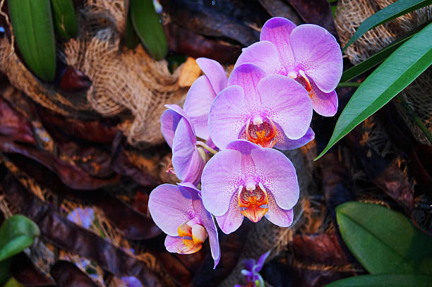 purple lily in a garden stock photo